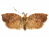  (Gonionota oxybela - CCDB-29465-H02)  @11 [ ] CreativeCommons - Attribution (2018) CBG Photography Group Centre for Biodiversity Genomics