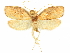  (Gonionota poecilia - CCDB-29465-H04)  @11 [ ] CreativeCommons - Attribution (2018) CBG Photography Group Centre for Biodiversity Genomics