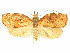  ( - CCDB-29465-H05)  @11 [ ] CreativeCommons - Attribution (2018) CBG Photography Group Centre for Biodiversity Genomics