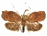 (Gonionota praeclivis - CCDB-29465-H06)  @11 [ ] CreativeCommons - Attribution (2018) CBG Photography Group Centre for Biodiversity Genomics
