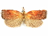  (Gonionota prolectans - CCDB-29465-H07)  @11 [ ] CreativeCommons - Attribution (2018) CBG Photography Group Centre for Biodiversity Genomics
