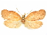  (Gonionota rhacina - CCDB-29465-H08)  @11 [ ] CreativeCommons - Attribution (2018) CBG Photography Group Centre for Biodiversity Genomics