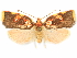  (Gonionota rosacea - CCDB-29465-H09)  @11 [ ] CreativeCommons - Attribution (2018) CBG Photography Group Centre for Biodiversity Genomics