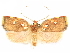  ( - CCDB-29465-H10)  @11 [ ] CreativeCommons - Attribution (2018) CBG Photography Group Centre for Biodiversity Genomics