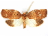  (Gonionota saulopis - CCDB-29465-H11)  @11 [ ] CreativeCommons - Attribution (2018) CBG Photography Group Centre for Biodiversity Genomics