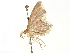  (Amaurinia paraviolascens - CCDB-29466-A04)  @11 [ ] CreativeCommons - Attribution (2017) CBG Photography Group Centre for Biodiversity Genomics