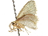  (Amaurinia auruda - CCDB-29466-A06)  @11 [ ] CreativeCommons - Attribution (2017) CBG Photography Group Centre for Biodiversity Genomics