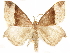  ( - CCDB-29466-A10)  @11 [ ] CreativeCommons - Attribution (2017) CBG Photography Group Centre for Biodiversity Genomics