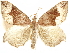  ( - CCDB-29466-A11)  @11 [ ] CreativeCommons - Attribution (2017) CBG Photography Group Centre for Biodiversity Genomics