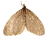  (Heteroleuca pullata - CCDB-29466-B11)  @11 [ ] CreativeCommons - Attribution (2017) CBG Photography Group Centre for Biodiversity Genomics