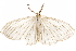  ( - CCDB-29466-C01)  @11 [ ] CreativeCommons - Attribution (2017) CBG Photography Group Centre for Biodiversity Genomics