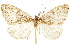 ( - CCDB-29466-C04)  @11 [ ] CreativeCommons - Attribution (2017) CBG Photography Group Centre for Biodiversity Genomics