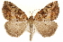  ( - CCDB-29466-C11)  @11 [ ] CreativeCommons - Attribution (2017) CBG Photography Group Centre for Biodiversity Genomics