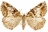  (Laneco suffuscus - CCDB-29466-C12)  @11 [ ] CreativeCommons - Attribution (2017) CBG Photography Group Centre for Biodiversity Genomics
