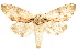  ( - CCDB-29466-F05)  @13 [ ] CreativeCommons - Attribution (2017) CBG Photography Group Centre for Biodiversity Genomics