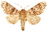  ( - CCDB-29466-F08)  @11 [ ] CreativeCommons - Attribution (2017) CBG Photography Group Centre for Biodiversity Genomics