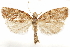  ( - CCDB-29466-H01)  @11 [ ] CreativeCommons - Attribution (2017) CBG Photography Group Centre for Biodiversity Genomics