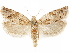  ( - CCDB-29467-A01)  @11 [ ] CreativeCommons - Attribution (2017) CBG Photography Group Centre for Biodiversity Genomics