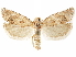  (Pelochrista rosaocellana - CCDB-29467-A02)  @11 [ ] CreativeCommons - Attribution (2017) CBG Photography Group Centre for Biodiversity Genomics