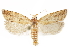  ( - CCDB-29467-A03)  @11 [ ] CreativeCommons - Attribution (2017) CBG Photography Group Centre for Biodiversity Genomics
