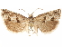  (Pelochrista seamansi - CCDB-29467-A04)  @12 [ ] CreativeCommons - Attribution (2017) CBG Photography Group Centre for Biodiversity Genomics