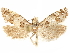  ( - CCDB-29467-A05)  @11 [ ] CreativeCommons - Attribution (2017) CBG Photography Group Centre for Biodiversity Genomics