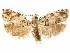  ( - CCDB-29467-A06)  @11 [ ] CreativeCommons - Attribution (2017) CBG Photography Group Centre for Biodiversity Genomics
