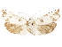  (Pelochrista subinvicta - CCDB-29467-A07)  @11 [ ] CreativeCommons - Attribution (2017) CBG Photography Group Centre for Biodiversity Genomics