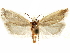  ( - CCDB-29467-B05)  @11 [ ] CreativeCommons - Attribution (2017) CBG Photography Group Centre for Biodiversity Genomics