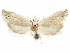  ( - CCDB-29467-B06)  @11 [ ] CreativeCommons - Attribution (2017) CBG Photography Group Centre for Biodiversity Genomics