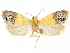  ( - CCDB-29467-B07)  @11 [ ] CreativeCommons - Attribution (2017) CBG Photography Group Centre for Biodiversity Genomics