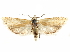  ( - CCDB-29467-C08)  @11 [ ] CreativeCommons - Attribution (2017) CBG Photography Group Centre for Biodiversity Genomics