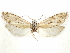  ( - CCDB-29467-C09)  @11 [ ] CreativeCommons - Attribution (2017) CBG Photography Group Centre for Biodiversity Genomics