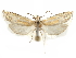  ( - CCDB-29467-C11)  @11 [ ] CreativeCommons - Attribution (2017) CBG Photography Group Centre for Biodiversity Genomics