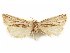  ( - CCDB-29467-D02)  @12 [ ] CreativeCommons - Attribution (2017) CBG Photography Group Centre for Biodiversity Genomics