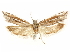  ( - CCDB-29467-D10)  @11 [ ] CreativeCommons - Attribution (2017) CBG Photography Group Centre for Biodiversity Genomics