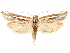  ( - CCDB-29467-D11)  @11 [ ] CreativeCommons - Attribution (2017) CBG Photography Group Centre for Biodiversity Genomics