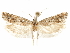  ( - CCDB-29467-E01)  @11 [ ] CreativeCommons - Attribution (2017) CBG Photography Group Centre for Biodiversity Genomics