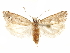  ( - CCDB-29467-E02)  @11 [ ] CreativeCommons - Attribution (2017) CBG Photography Group Centre for Biodiversity Genomics