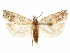  ( - CCDB-29467-E03)  @11 [ ] CreativeCommons - Attribution (2017) CBG Photography Group Centre for Biodiversity Genomics