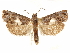  ( - CCDB-29467-E04)  @11 [ ] CreativeCommons - Attribution (2017) CBG Photography Group Centre for Biodiversity Genomics