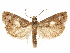  ( - CCDB-29467-E05)  @11 [ ] CreativeCommons - Attribution (2017) CBG Photography Group Centre for Biodiversity Genomics