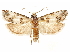  ( - CCDB-29467-E07)  @11 [ ] CreativeCommons - Attribution (2017) CBG Photography Group Centre for Biodiversity Genomics