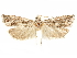  ( - CCDB-29467-E10)  @13 [ ] CreativeCommons - Attribution (2017) CBG Photography Group Centre for Biodiversity Genomics