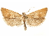  ( - CCDB-29467-E11)  @11 [ ] CreativeCommons - Attribution (2017) CBG Photography Group Centre for Biodiversity Genomics