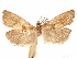  (Pelochrista wagneri - CCDB-29467-F01)  @11 [ ] CreativeCommons - Attribution (2017) CBG Photography Group Centre for Biodiversity Genomics