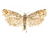  ( - CCDB-29467-F10)  @11 [ ] CreativeCommons - Attribution (2017) CBG Photography Group Centre for Biodiversity Genomics