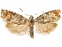  ( - CCDB-29467-F11)  @11 [ ] CreativeCommons - Attribution (2017) CBG Photography Group Centre for Biodiversity Genomics