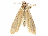  ( - CCDB-29467-G02)  @11 [ ] CreativeCommons - Attribution (2017) CBG Photography Group Centre for Biodiversity Genomics