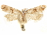  ( - CCDB-29467-G07)  @11 [ ] CreativeCommons - Attribution (2017) CBG Photography Group Centre for Biodiversity Genomics